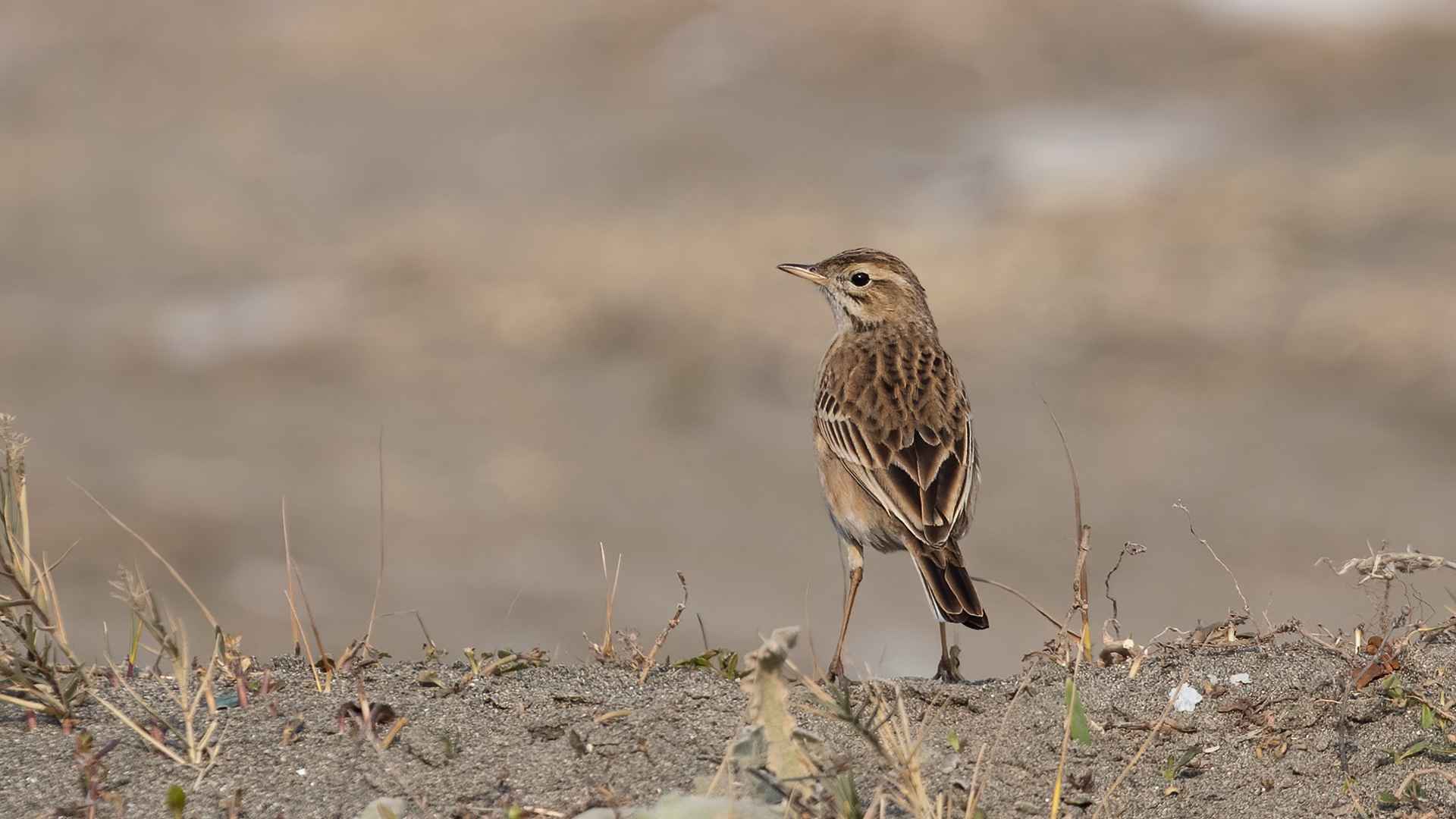 Blyth's Pipit